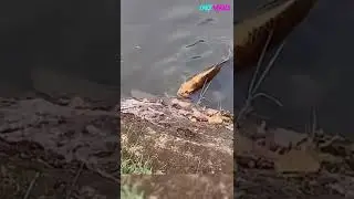 Radioactive Fish from China