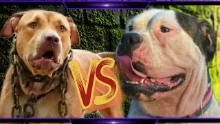 Pitbull vs Bulldog Americano