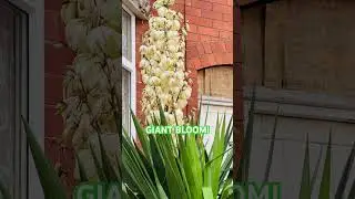 WHAT PLANT IS THAT?#giant #enormous #shortvideo #garden #agave #fyp #satisfying #flowers