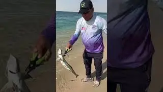 Remora #fishing #angler #fish #beach #okuma #beachfishing #catchandrelease #doha