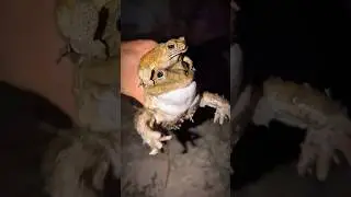 Big Bullfrog and Toad for funny, Funny Frogs, Funny Toad, Funny Tree Frog, Small frog funny