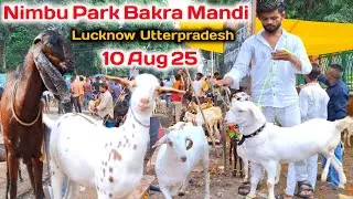 नींबु पार्क बकरा मंडी |10/08/25 |Nimbu Park Bakra mandi Lucknow up live Update 