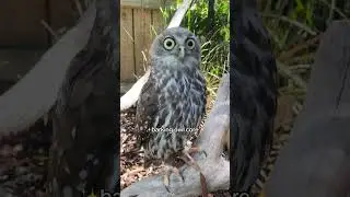 Barking Owl Core