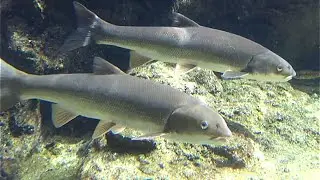 マルタウグイ　Pacific redfin　Tribolodon brandtii