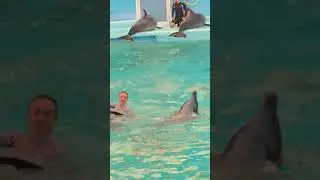 dolphin show #new #travel #thailand #shorts