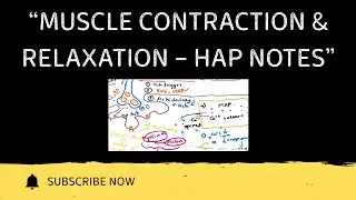 Muscle Contraction and Relaxation Explained | HAP-1 | Easy Notes | Exams | Physiology of contraction