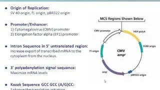 Stable cell line development for large scale antibody and protein production