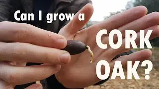 #4 Can I grow my own cork oaks?