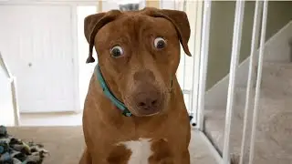 I Asked for a Dog&hellip; But Got a Full-Time Comedian Instead 😂🐶 Funniest Dog Moments Ever