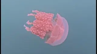 Jellyfish Lake @ Palau&rsquo;s Rock Islands Southern Lagoon a UNESCO World Heritage Site #goldenjellyfish