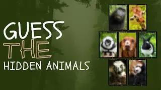 Guess The Hidden Animals | Game Challenge | MagicBox Kids