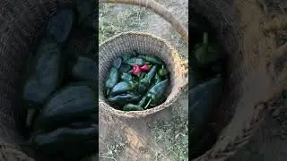 Poblano pepper harvest