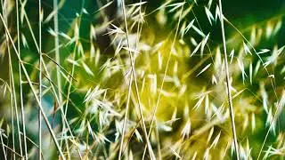Meditation Music For Positive Energy Body Mind Zone Study- ZenZone #12