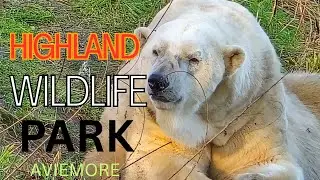 Highland Wildlife Park 👌 Highland Wildlife Park Scotland ll Polar Bear Highland #polarbear #youtube 