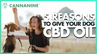 5 Reasons CBD Oil For Dogs Is Exploding In Popularity
