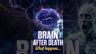 Brain After Death 💀😳 #facts #darkfacts #horror #mystery #reels #shorts