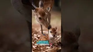 #care #mom #mother #baby #animals #love #nice #nature #like #live #red #подпишись #enjoy #life #my