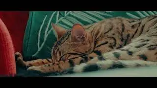 Short Film  - Graceful CAT in SLOW MOTION 4K | Cinematic FS5 MARK II Footage TEST