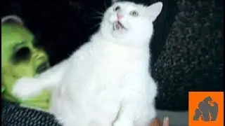 Funny Cats Scared of Masks - Part 1