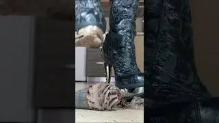 Boots vs. Heels! Oddly Satisfying Food Crushing! ASMR