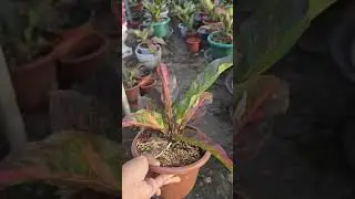 High-Contrast Arrangements with Red Series Anthurium Foliage #SousaFamilyGarden @SousaFamilyGarden