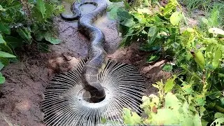 Brave Girl Catch Big Water Snake Using Electric Fan Guard - Electric Fan Guard Snake Trap