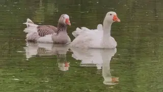 Gansos nadando en el lago #argentina #avesargentinas #duck  #aves 