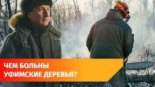 В Уфе начали рубить деревья, пораженные жуком-короедом