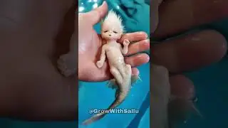 Before & After Animals Growing Up. Amazing Animal Transformation.