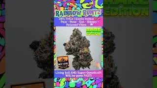 Rainbow Runtz THCa Flower | 28% Exotic Indica | Candy Pear Gas | Relaxed, Sleepy, Happy | Bulk #thca