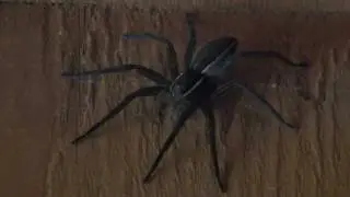 Fishing Spider (Pisauridae: Dolomedes sp.) on Wall