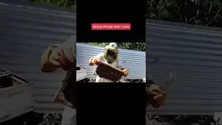 africanized bees apiary setup part 1
