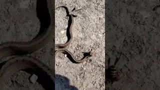 A hornet and a snake