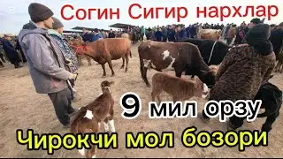 9 мил  Согин Сигир барака орзу 4,02 2026 Чирокчи мол 🐄 бозори. Chiroqchi mol bozori narxlari