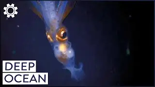 An Epic Quest For The Secrets Of The Deep Ocean