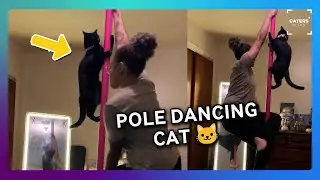 Pole Dancing Cat