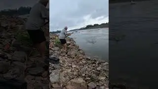 BUTCH CATCHES CATFISH USING CATALAPA WORMS! RIVER BANK FISHING! short #shorts #viral #fishing #fish