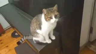 Петь или гулять? 🎹 | Масяня и большие планы 🐱