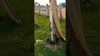 dragon fruit plant sunburn control from jute bag shading  #dragonfruitfarm  #dragonfruitcultivation