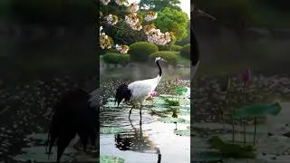 Shh&hellip; bird Song of Red-crowned Crane Is Pure Serenity 👑🎵🌾 #asmr #birdsong #wildlife #birdlovers