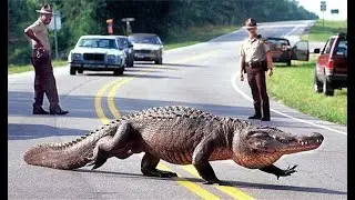 The Meaning of Alligators in Dreams/Biblical Dream Interpretation!