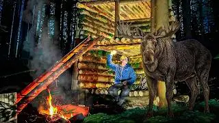 Two Journeys, One Wilderness: Building Hidden Shelters & Facing Wild Boars 🏕🔥