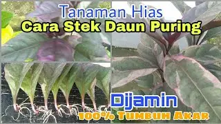 Cara Stek Daun Puring. Dijamin 100% Tumbuh Akar.