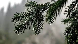 4K Rain Walk in Early Morning Calm, Quiet Forest (Huize Padua, The Netherlands) Walk 235
