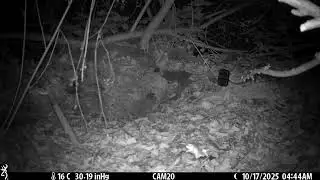 Bosmuis - wood mouse - Waldmaus - mulot - GDLG