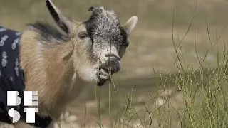 Drink Coffee and Pet a Goat at the Same Time | Best Products