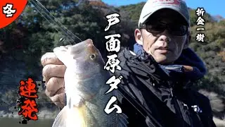 冬の基本の釣り！オリキンが冬の戸面原ダムで連発！