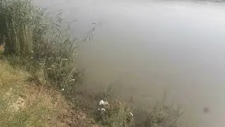 نهر الفرات  رعاية الغنم 