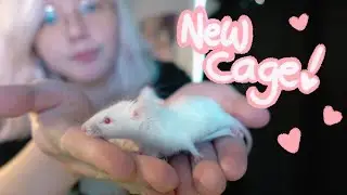 My Mice Get a New Cage!