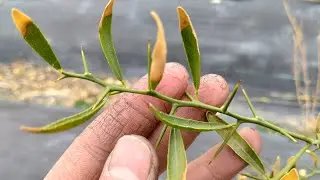 Eremorange - Surprisingly Hardy (So Far) Australian Citrus Hybrid!